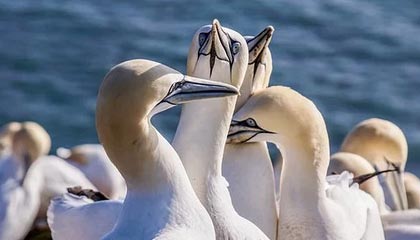 开云体育官网登入-逆转之王：那些令人惊叹的逆转战役，逆转之王小说