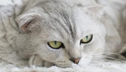 开云体育官网登入-逆转之王：那些令人惊叹的逆转战役，逆转之王小说